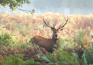 PA20° Standard Involute Gear Milling Cutter with Module m0.8